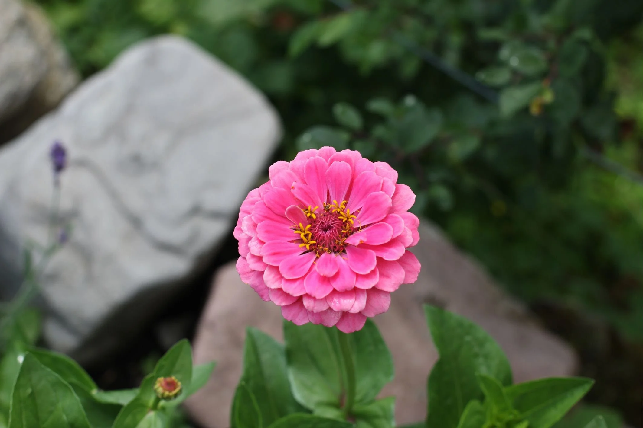 Joy Max Giant Zinnia Mix — Joy Max Jardín
